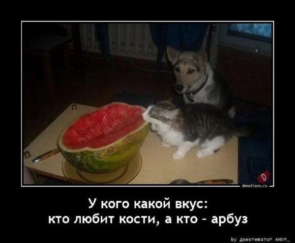 КТО ЛЮБИТ КОСТИ, А КТО АРБУЗ