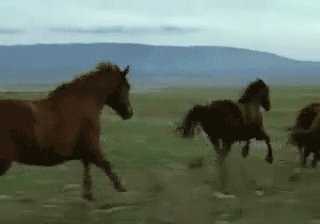 Галоп
