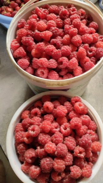 IMG-20250628-WA0016