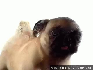 Пес лижет