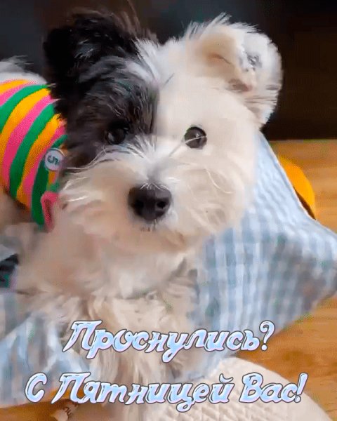 С пятницей (видео)
