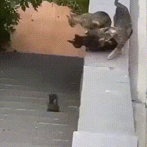 ))