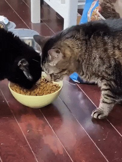 КотЭ)