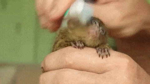 Игрунка