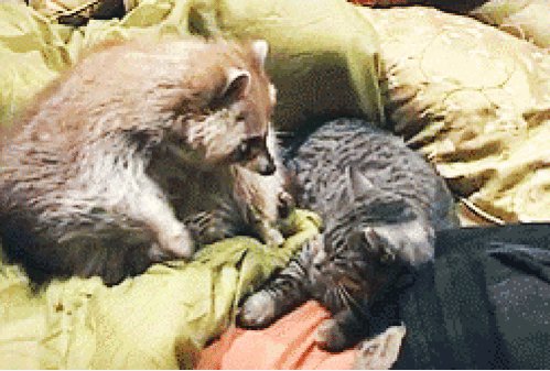 gif 1475670238