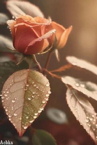 file_94782568