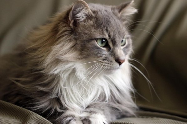 Норвежский кот (5)