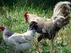chicken