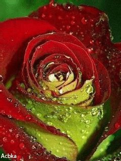 file_58608278