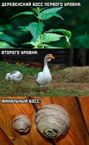 file_102316526