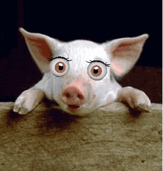 Pig