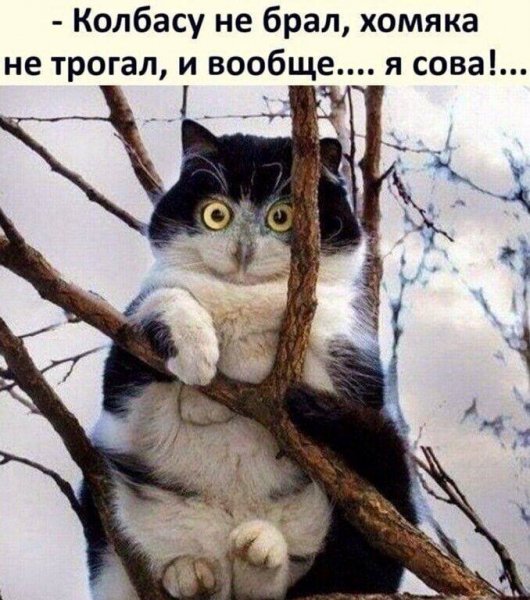 ...И вообще я сова