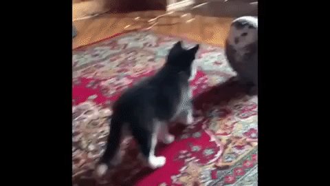 Сова и Хаски