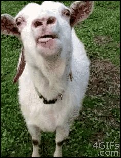 giphy
