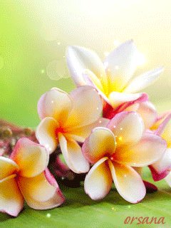 file_51865269