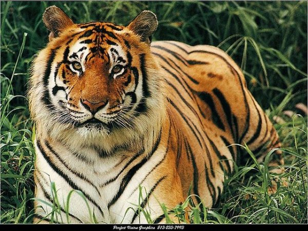 tigr