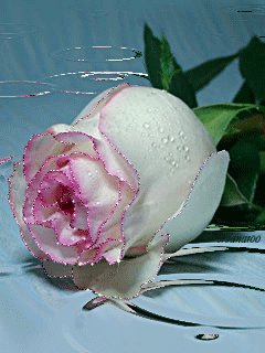 file_46295827