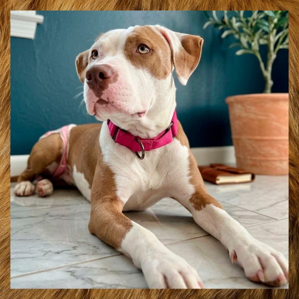 EFVJKONGDEVPWCM