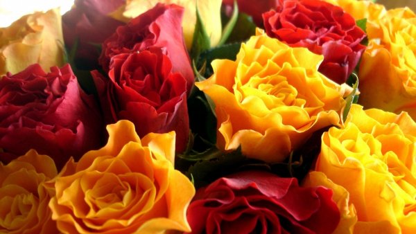 Image (11)