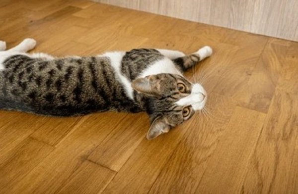 Кошка ...