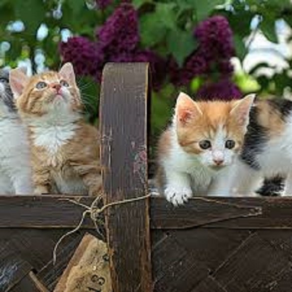 Котята