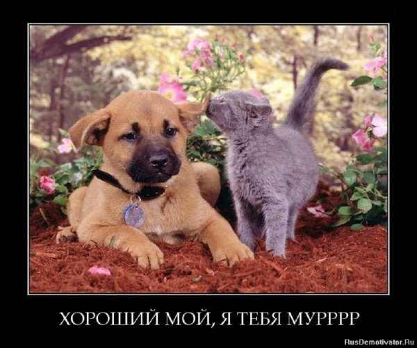 Я тебя мурррр!
