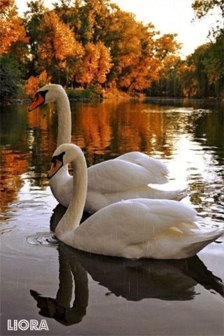 file_78746818