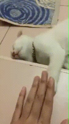 Приветик котик, привет человек))