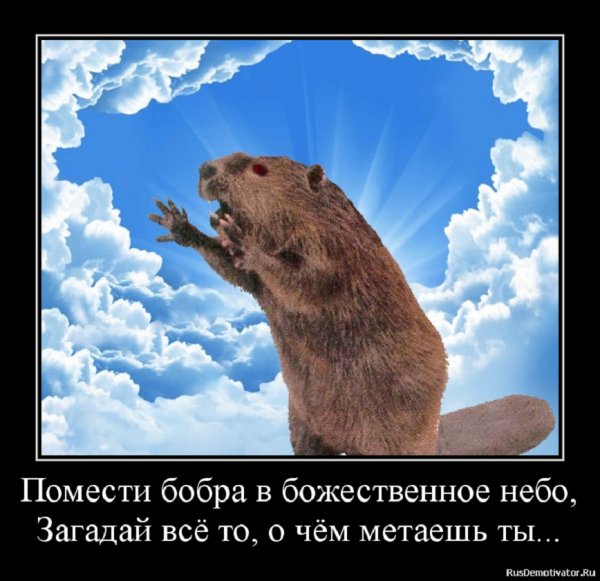 Помести бобра