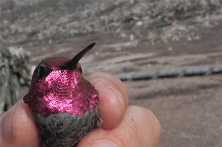 гифки, колибри