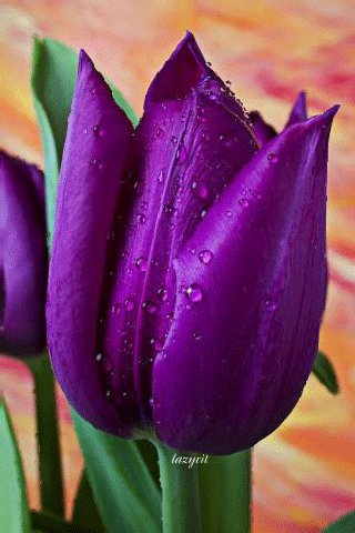 file_46988667