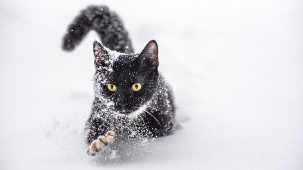 Чёрный кот