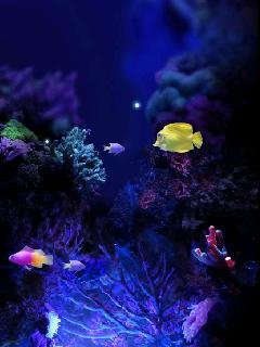 Animated Aquarium