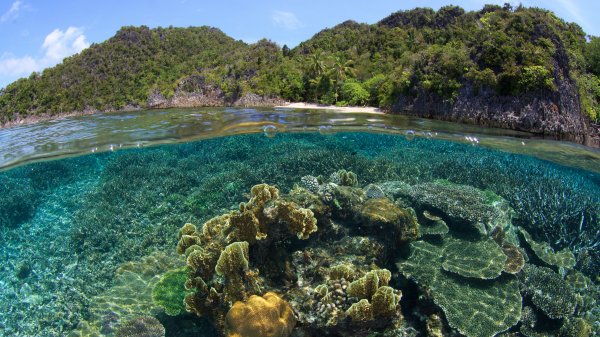 CoralAwareness ROW1949077077 UHD