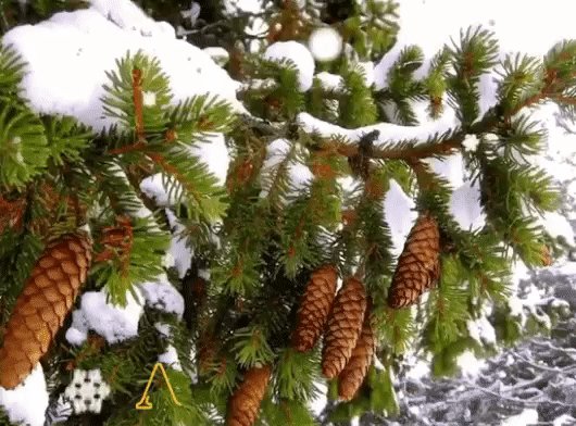 file_75707481