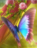 butterfly 6jdIH5TZ
