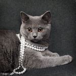 99px ru avatar 105164 koshka s b