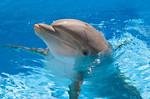 Dolphine sms