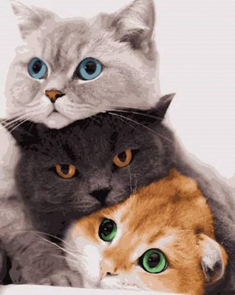 КОТЫ...