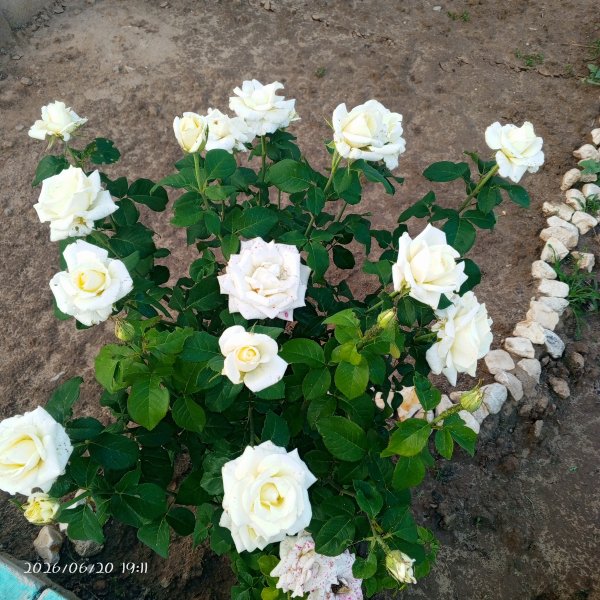 IMG 20260620 191141 594