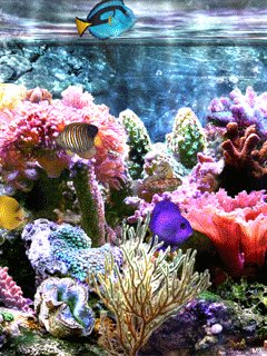 aquarium