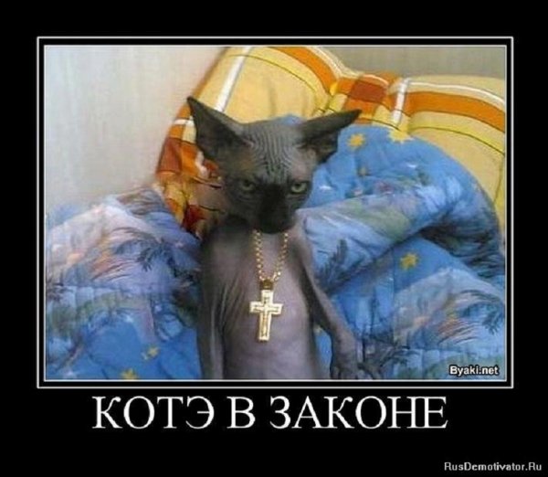 Котэ в законе