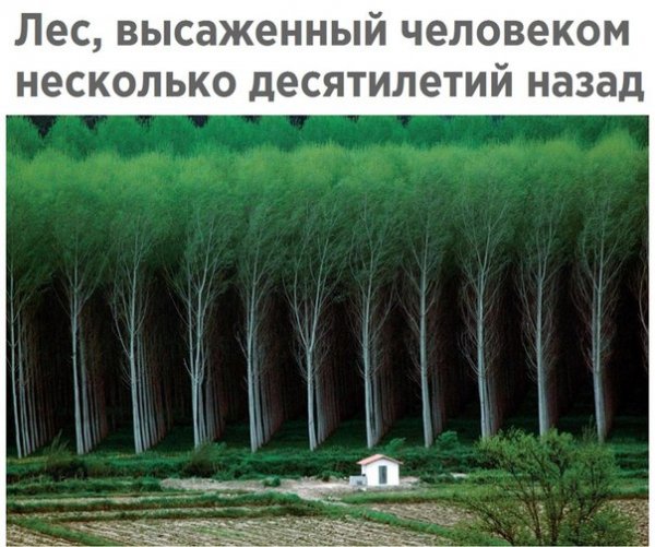 лес