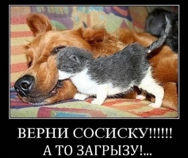 Верни сосиску