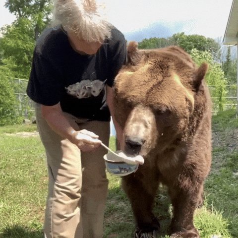 Bear