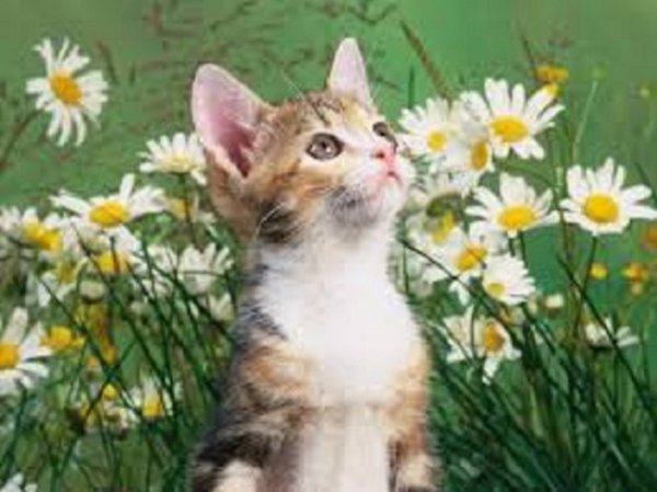 Кот и ромашки (5)