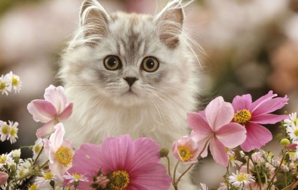 КОТЁНОК