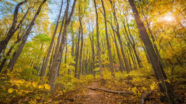 ShenandoahTrail ROW8425475363 UHD