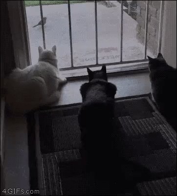 gif 1474635853