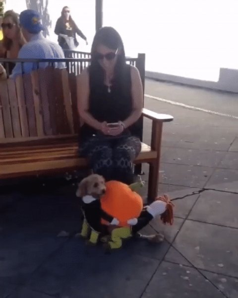 gif 1473795690